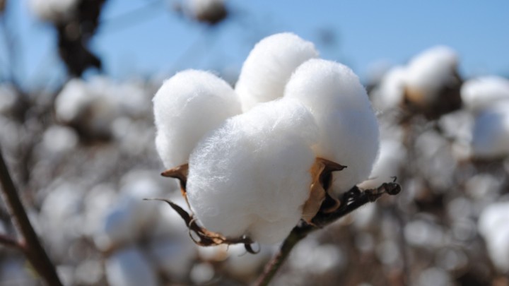 Clima propício deve confirmar previsão de recorde de algodão