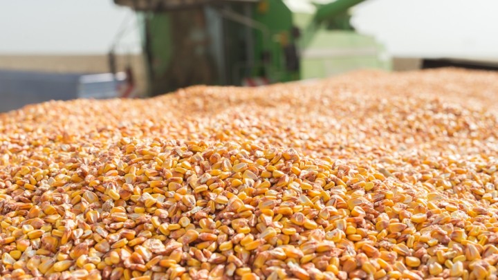 Produtores em Mato Grosso temem falta de espaço em armazéns para o milho