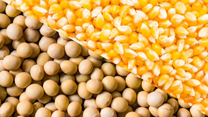 USDA eleva projeções de safras 2022/23 de soja e milho do Brasil