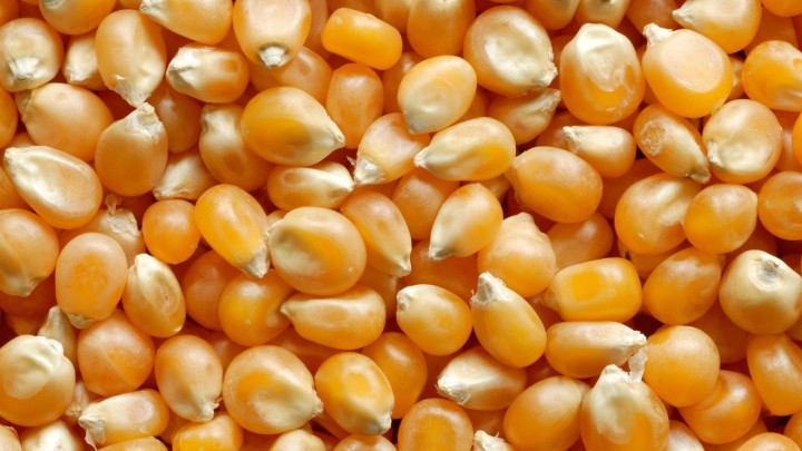 Soja e milho disparam com novo clima nos EUA; até o trigo pega carona na CBOT