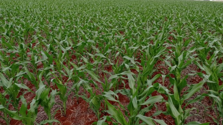 Conab anuncia que safra de grãos em RO será de quase 4 milhões de toneladas