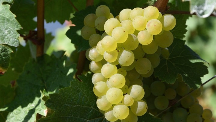 Produtores de uvas do Vale do São Francisco vão ampliar exportações para os Estados Unidos