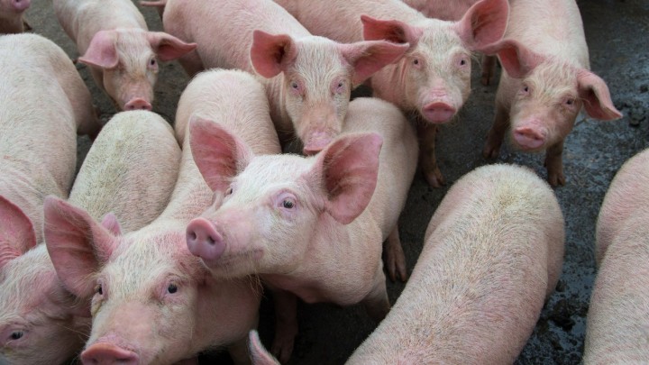 Cidade brasileira transforma cocô de porco em energia elétrica