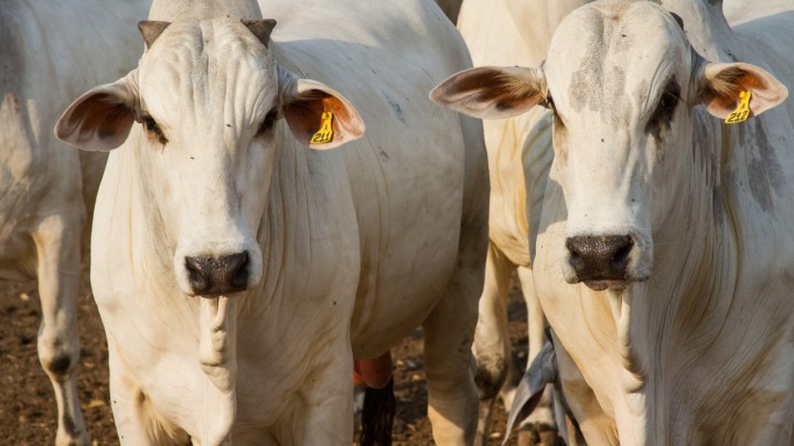 Exportação de carne bovina do Brasil deve bater recorde em 2023