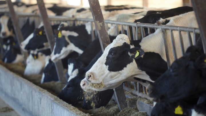 Pecuaristas multiplicam por quatro a produção de leite com capacitação