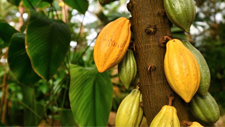 Produtores de cacau: produção de chocolates finos no Pará