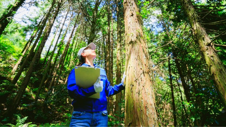 Conheça 7 tecnologias usadas no setor florestal