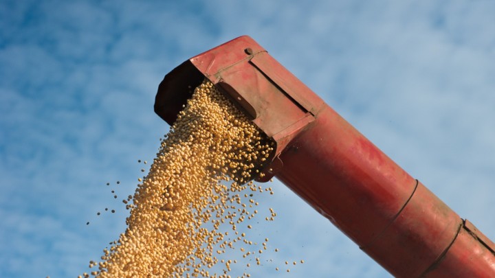 Colheita de soja atinge 12,82% da área em Mato Grosso