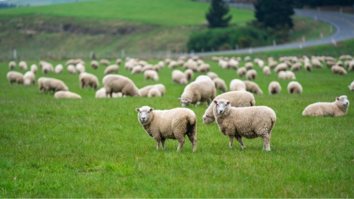 Ovinocultura: Julgamentos de ovinos são destaque na programação do 36º Show Rural Coopavel
