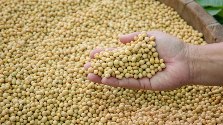 Produtores de soja de Mato Grosso pedem R$ 500 milhões para o governo