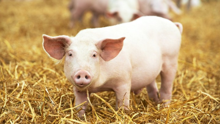 Exportações de carne suína crescem 11,7% em janeiro
