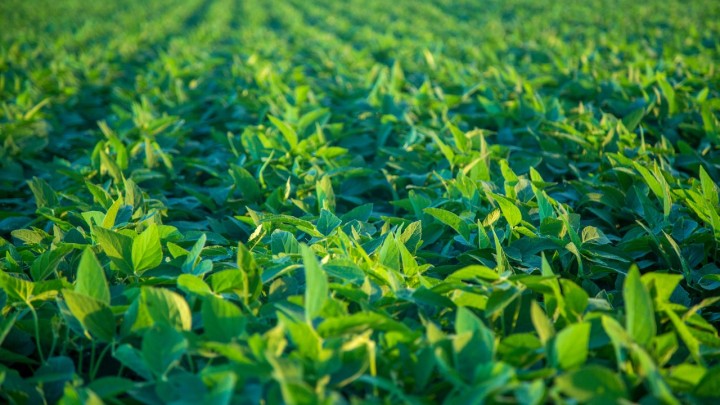 Replantio e atraso no plantio podem salvar a safra para cerca de 30% da produção de soja