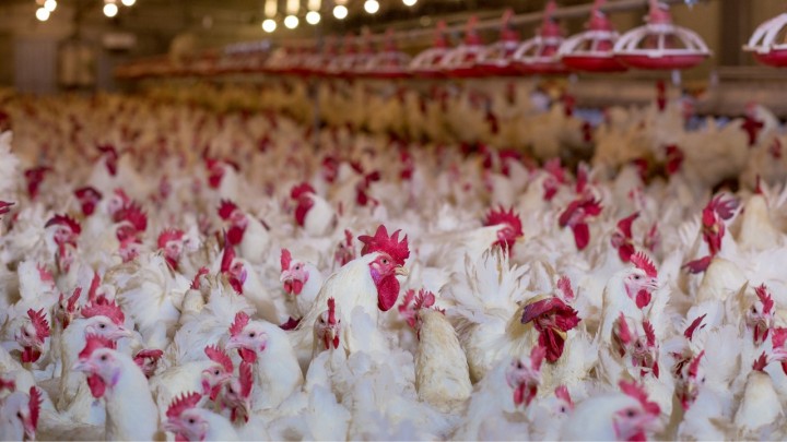 Brasil exporta o maior volume de frango já registrado