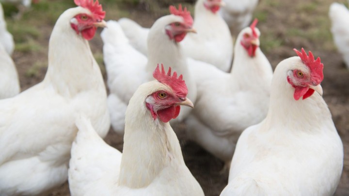 Empresa britânica transforma resíduos de aviário em energia renovável