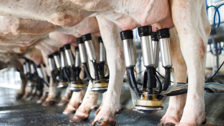 Laticínios podem ser obrigados a informar a origem do leite? Entenda PL debatido na ALMG