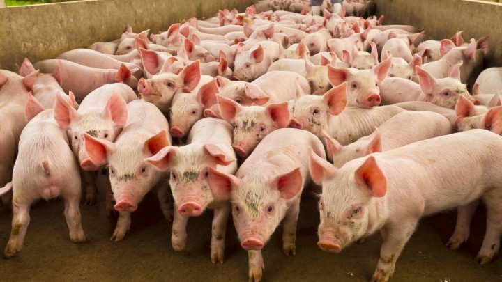 Produtores de suínos norte-americanos querem fazer negócios no Brasil