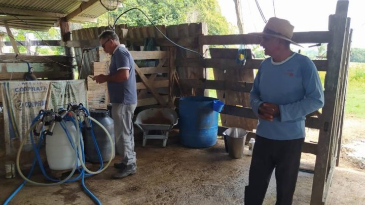 Com Emater, assentados de Nova Ipixuna revitalizam pecuária leiteira