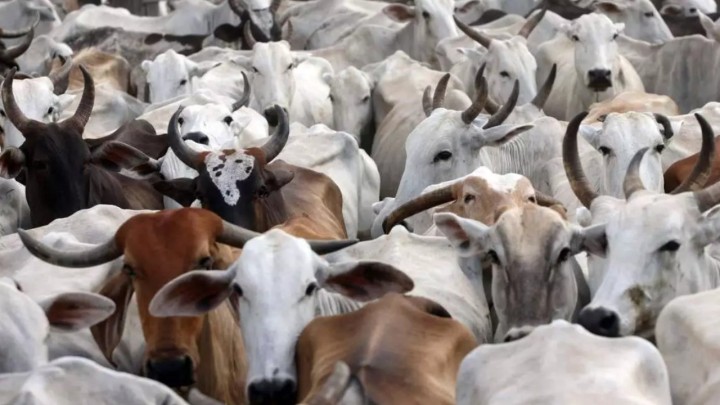 Rebanho de bovinos e bubalinos cresceu cerca de 24% no Pará em 10 anos