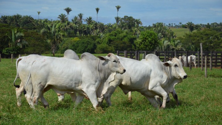 Bem estar animal: um pilar para a sustentabilidade das fazendas e do planeta