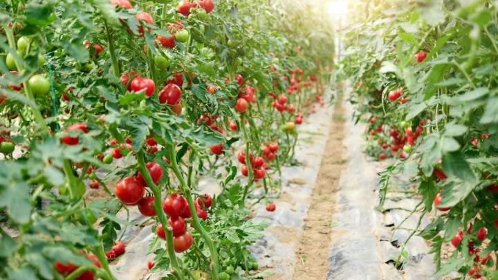 Dia do Tomate: Kraft Heinz planta o equivalente a 2,5 mil campos de futebol por ano