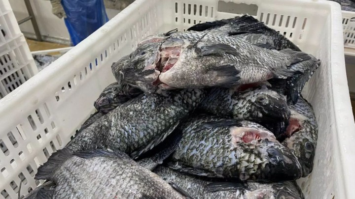 Exportações de tilápia dobram em faturamento e Aquishow Brasil promove painel para analisar oportunidades