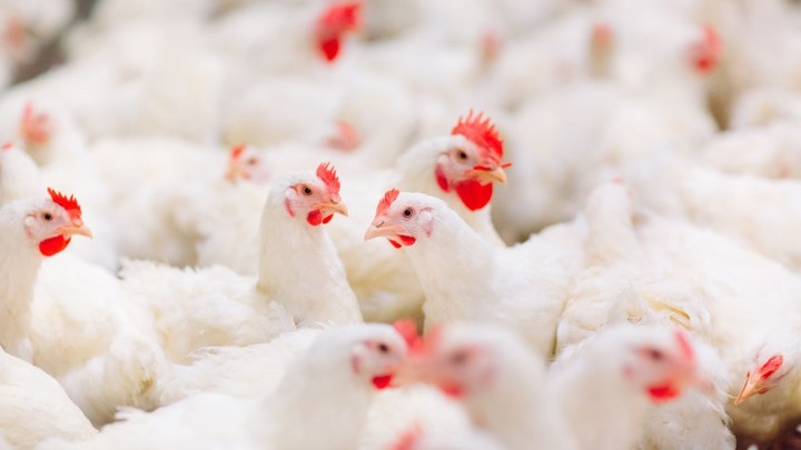 Ministério da Agricultura e Pecuária confirma primeiro foco de gripe aviária em granja comercial no Brasil