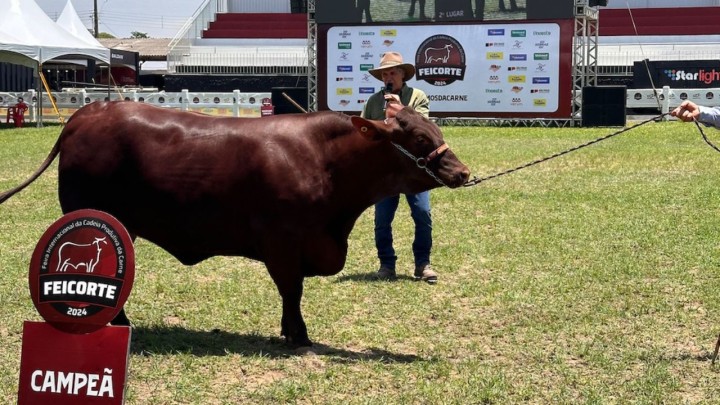 Santa Gertrudis dobra presença na Feicorte 2025 e consolida protagonismo na pecuária de corte