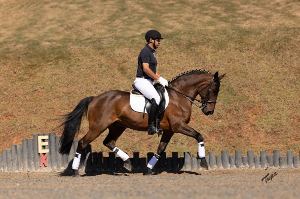 5º Leilão Genética de Campeões do Cavalo Lusitano acontece na noite de 24 de junho