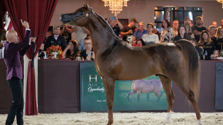Brasil sediará etapa do Campeonato Mundial do Cavalo Árabe com premiação de quase R$ 2 milhões