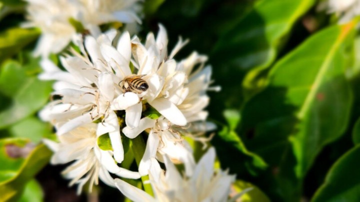 Espírito Santo moldando o futuro da cafeicultura com sustentabilidade, inovação e logística integrada Espírito Santo moldando o futuro da cafeicultura com sustentabilidade, inovação e logística integrada