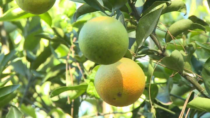 Exportação de suco de laranja cai 22,4%