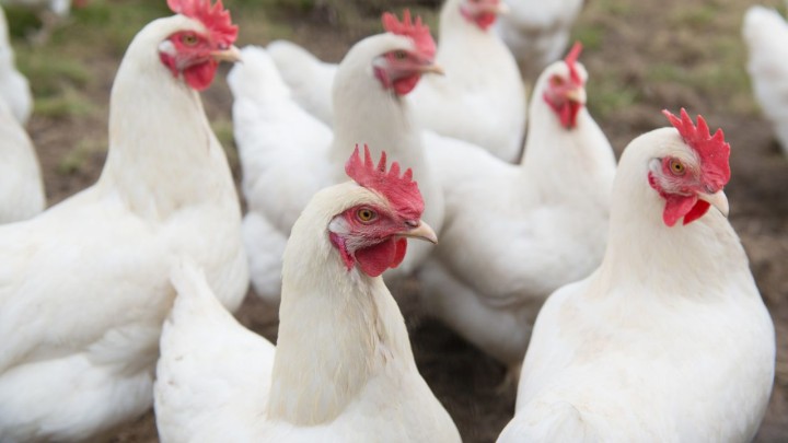 Mesmo com suspensões, exportações de carne de frango mantém patamares próximos de 400 mil toneladas