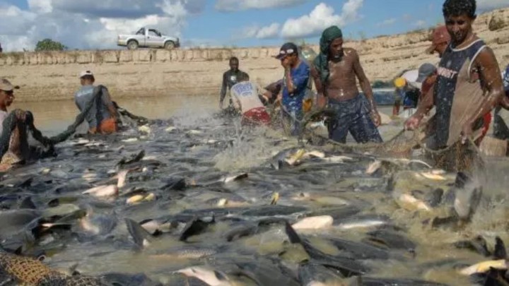 Produção de pescado no estado do Tocantins cresce mais de 30% em 2024 e estado almeja top 5 nacional