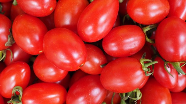 Produtividade do tomate aumenta mais de 10% com biotecnologias inovadoras