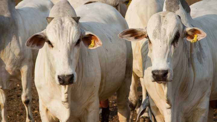 Secretaria de Agricultura lança nova linha de crédito para fortalecer a pecuária de corte