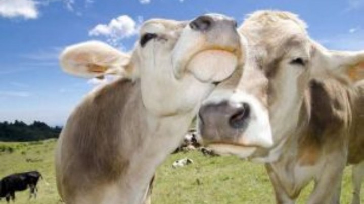 Vaca feliz, leite de qualidade: pesquisa do CEUB relaciona o bem-estar animal com a qualidade da produção leiteira