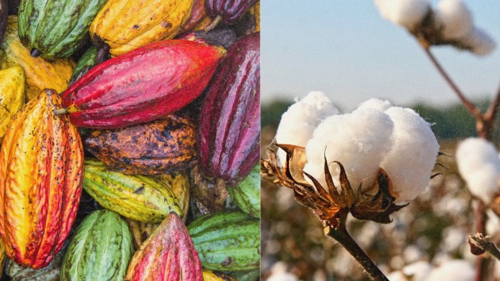 Do algodão ao cacau Cerrado baiano consolida novo ciclo de inovação agrícola com potencial de transformar o Brasil