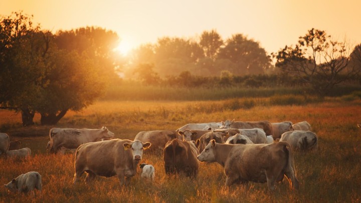 Nova Defesa Agropecuária do Estado de SP Gestão fortalecida para preservar vidas e fortalecer o agronegócio