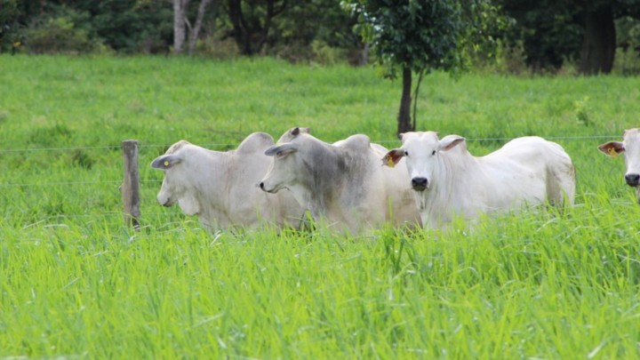OCP, Ambipar, Liga do Araguaia e IAVA lançam projeto para restaurar até 100 mil hectares de pastagens degradadas e gerar créditos de carbono no Vale do Araguaia