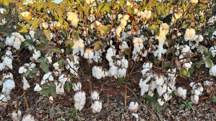 Pesquisadores avaliam efeitos do frio e do excesso de chuva na safra de algodão em Mato Grosso