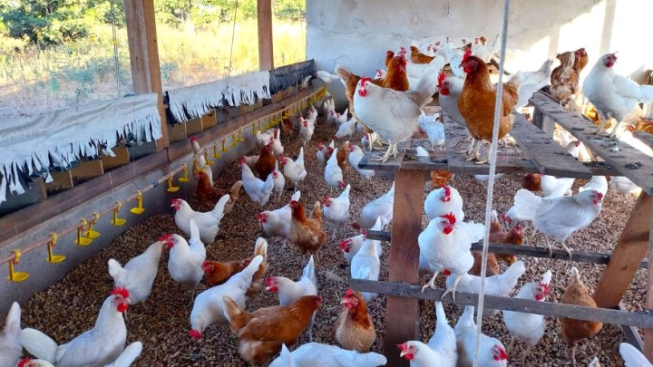 Produtores atendidos pelo Senar/MT comercializam mais de 1 milhão de ovos em menos de um ano