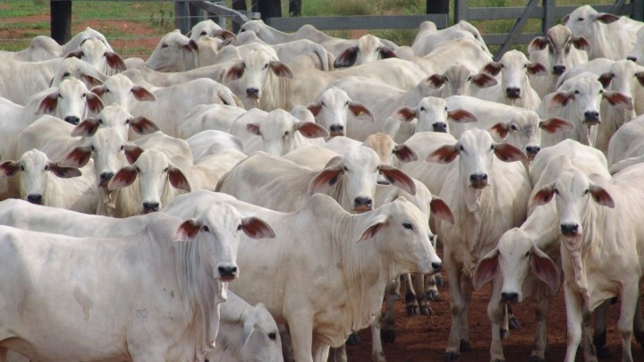 Tarifa dos EUA impacto limitado, mas frigoríficos usam o tema para pressionar o preço do boi no Brasil