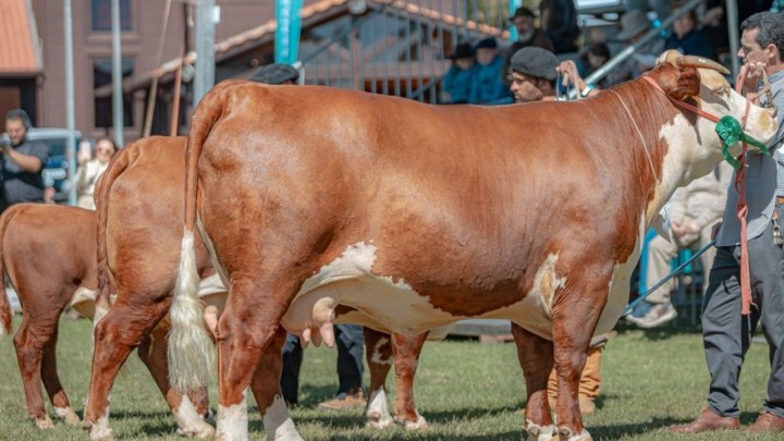 ABHB mais uma vez registra maior representatividade em bovinos de corte para a Expointer