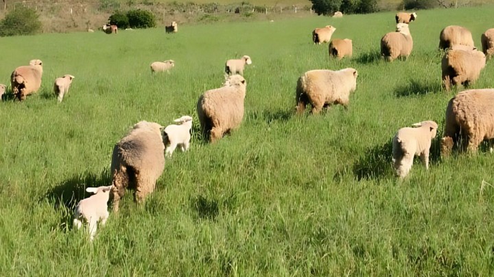 Avanço genético e manejo explicam aumento de partos múltiplos em ovinos