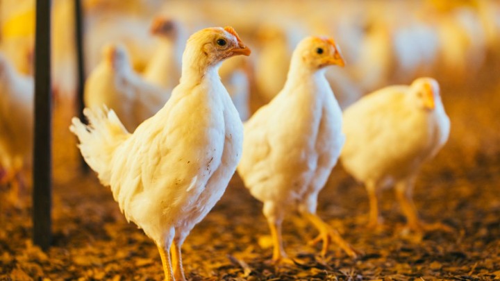 Avanços na pesquisa científica e colaborações estratégicas impulsionam o bem-estar animal no Brasil