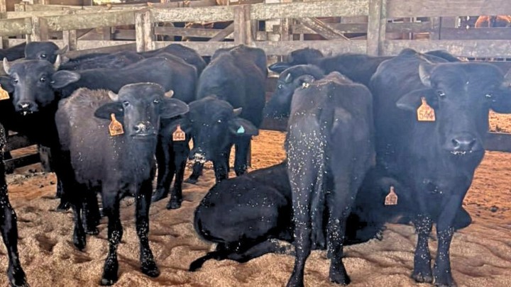 Búfalo alcança média de dez reais o quilo e se aproxima da cotação de bovinos no Sul