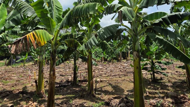 Duas cultivares da Embrapa são resistentes à mais grave doença mundial das bananeiras