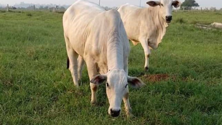 Novo indutor de ovulação aumenta taxa de prenhez em vacas em até 9%