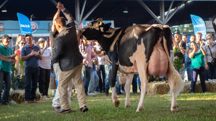 Raça Holandesa terá programação na Expointer com juiz internacional e prêmio para sólidos