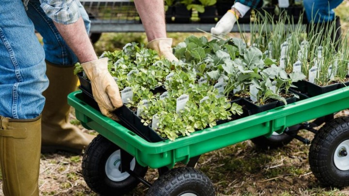 Sementes inteligentes aumentam produtividade e reduzem perdas no campo